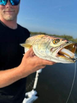 Person holding a large fish with a fishing lure in its mouth, near a body of water under a clear sky.