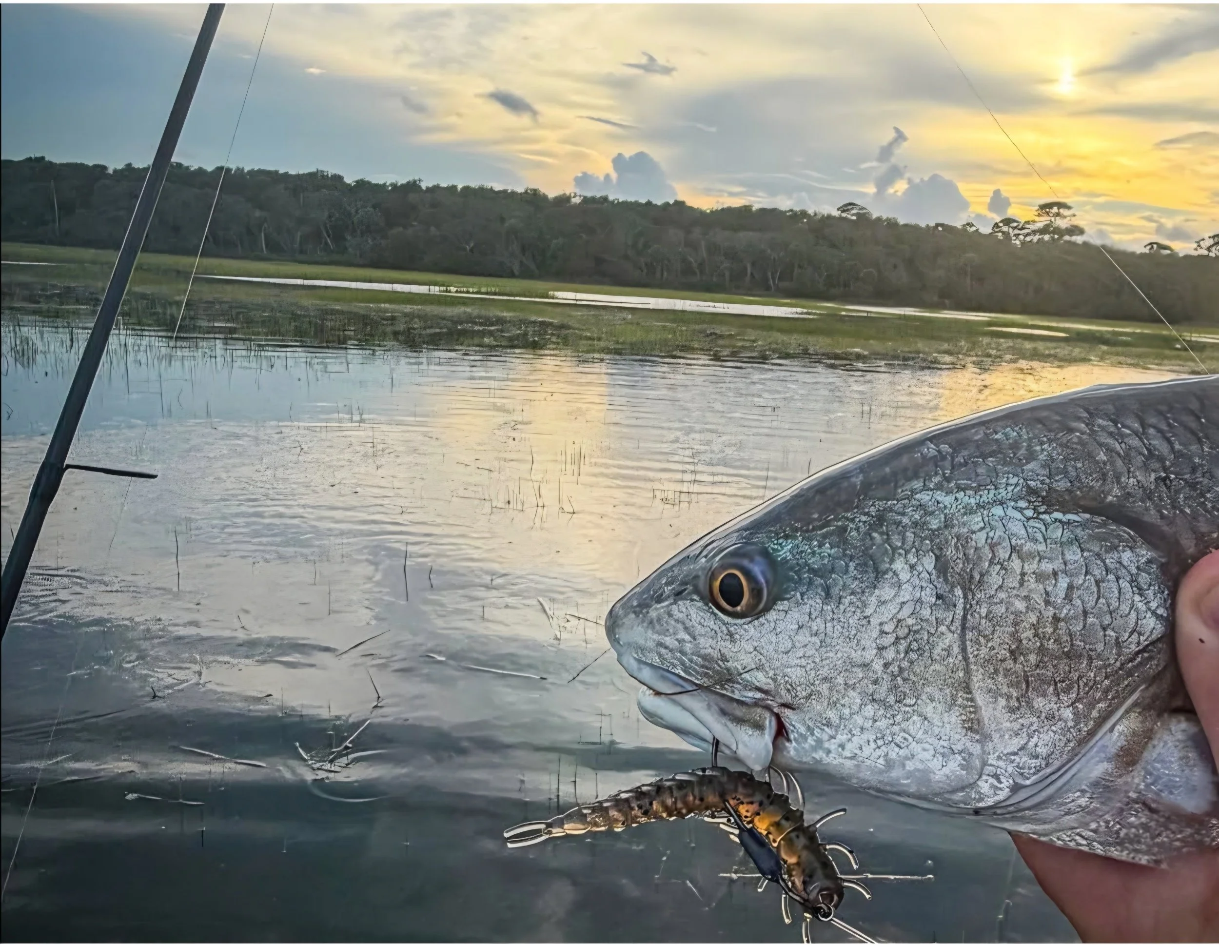 redfish-caught-on-flats-of-floodtide-with-3-inch-hellgrammite