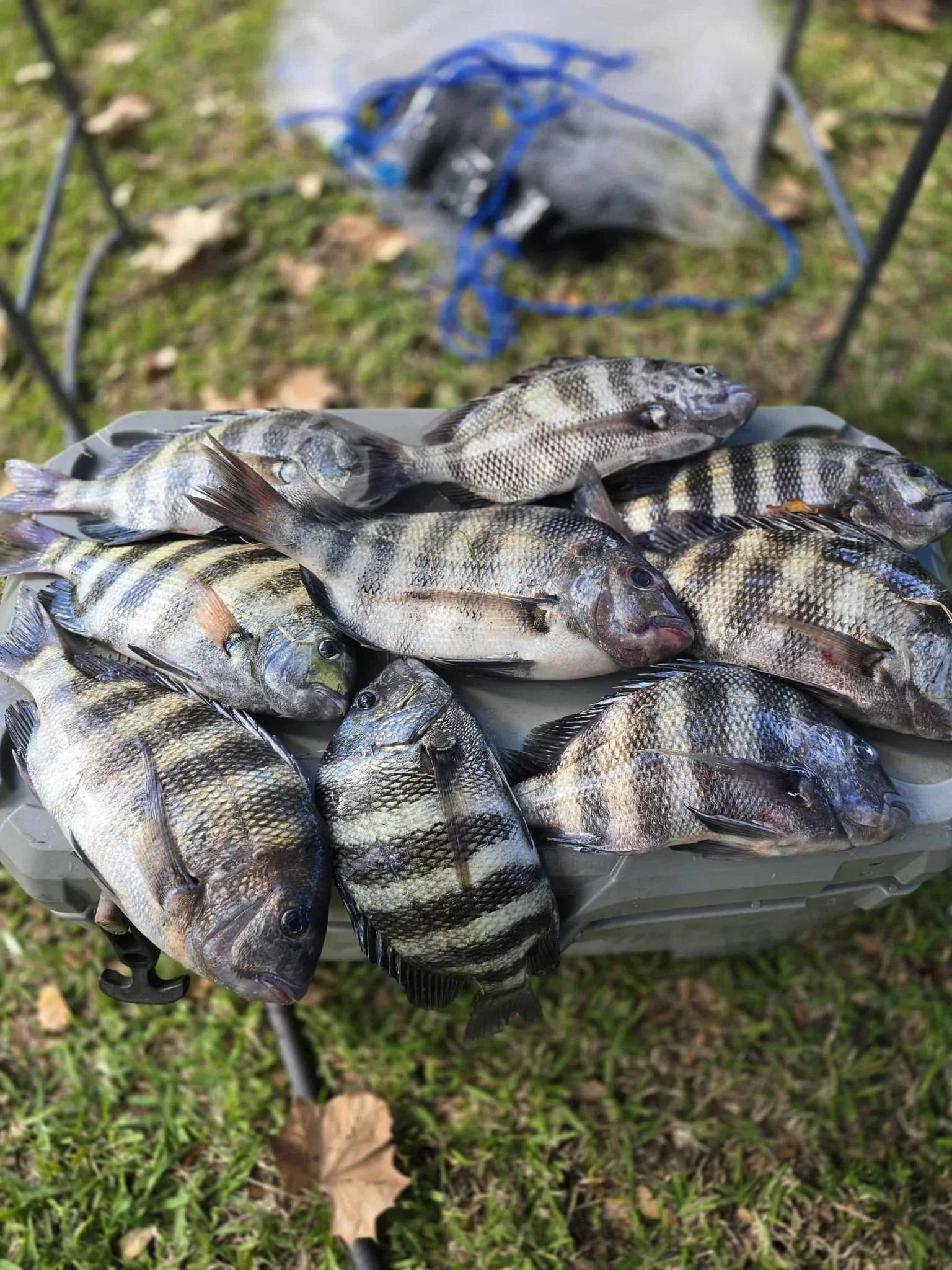 A plastic container filled with freshly caught fish resting on grass, with some fishing gear and a cooler in the background.