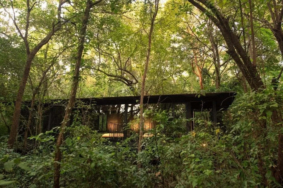 A black house nestled among dense green trees and shrubs in a forest setting, with warm interior lighting visible through the windows.