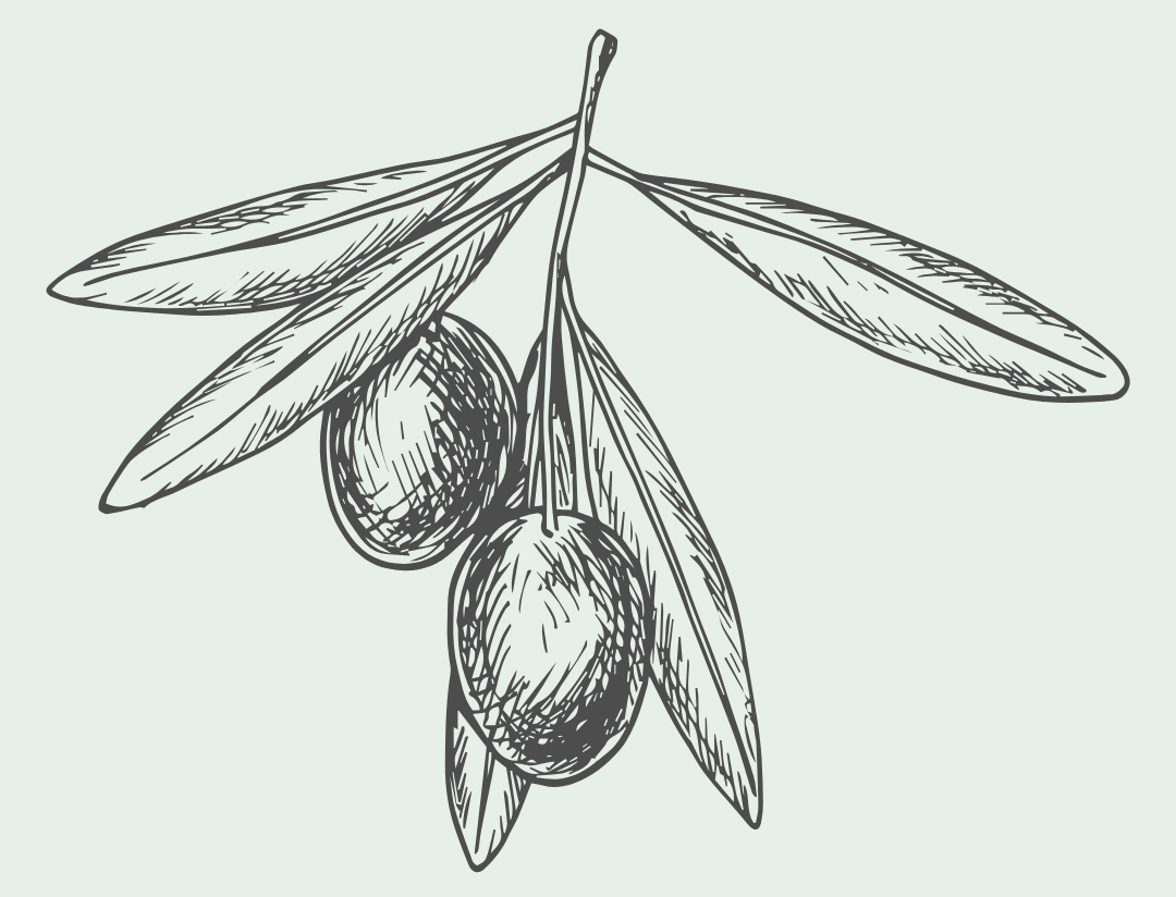Black and white illustration of olive branch with leaves and two olives