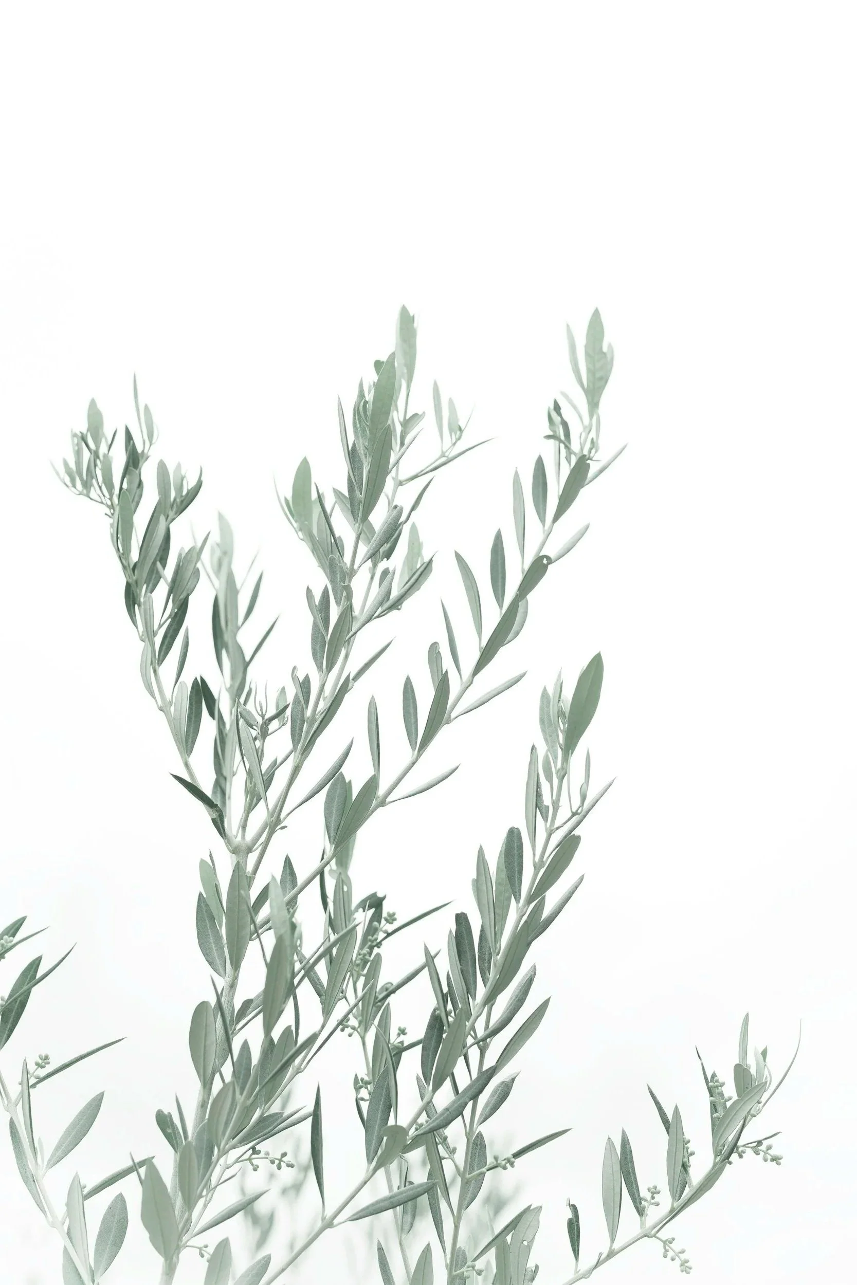 A close-up of a plant with slender leaves against a white background.