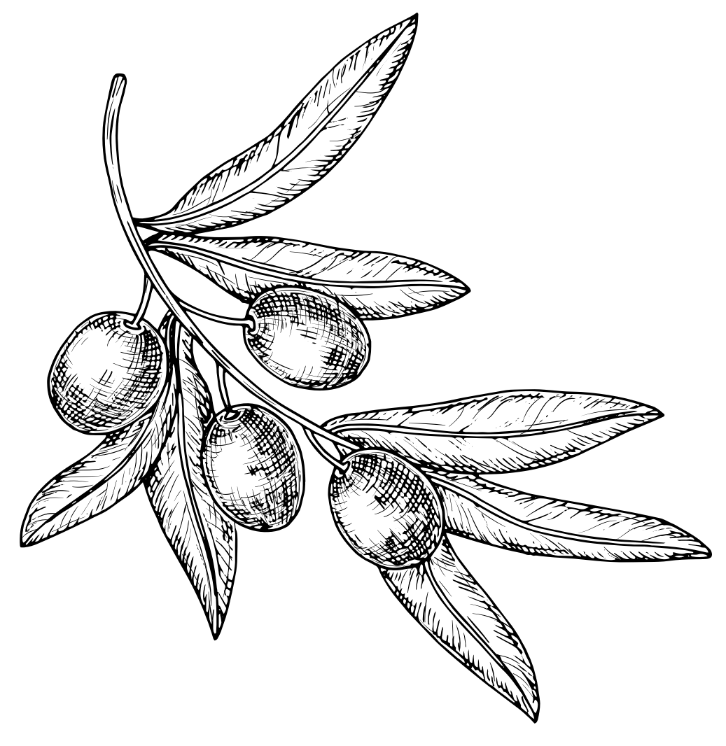 Black and white illustration of an olive branch with leaves and olives.