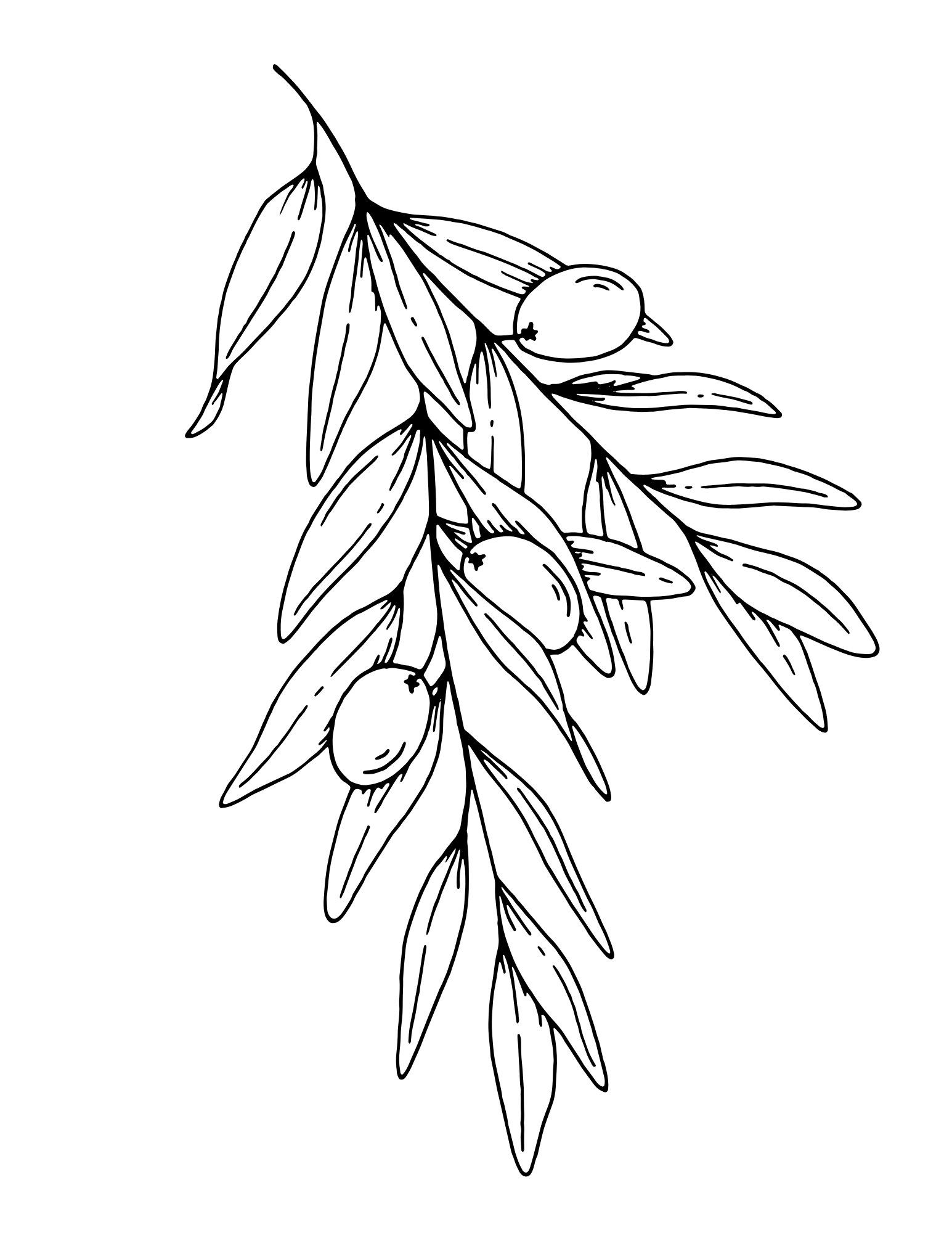 Line drawing of an olive branch with leaves and three olives.