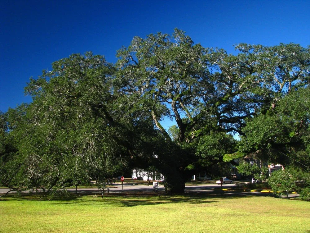 Large, sprawling oak tree with thick branches in a grassy area under a bright blue sky