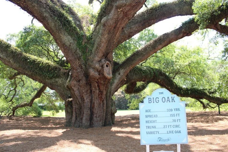 Thomasville's big oak tree with a facts sign in front of it