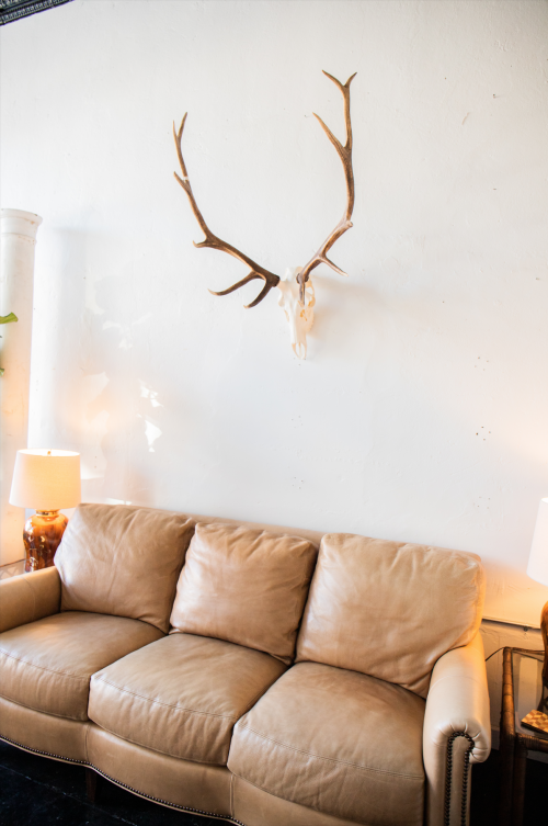 Antlers and a deer skull mounted on a white wall above a tan leather couch