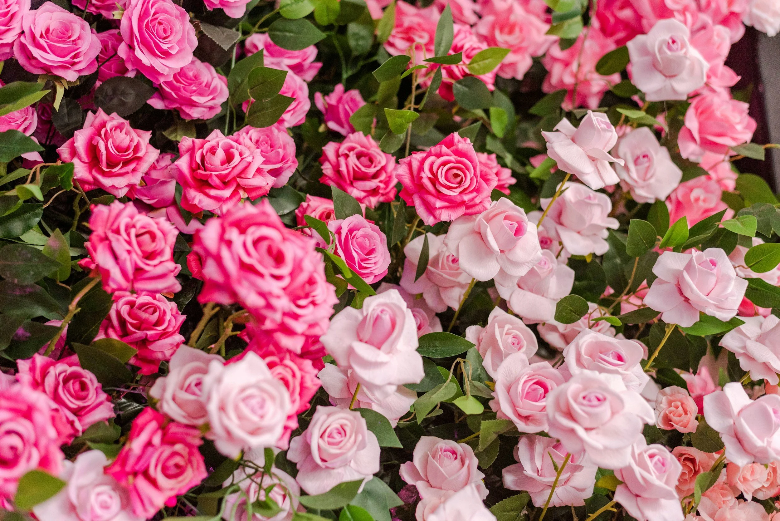 Close-up of vibrant pink and white rose bushes blooming in full clusters