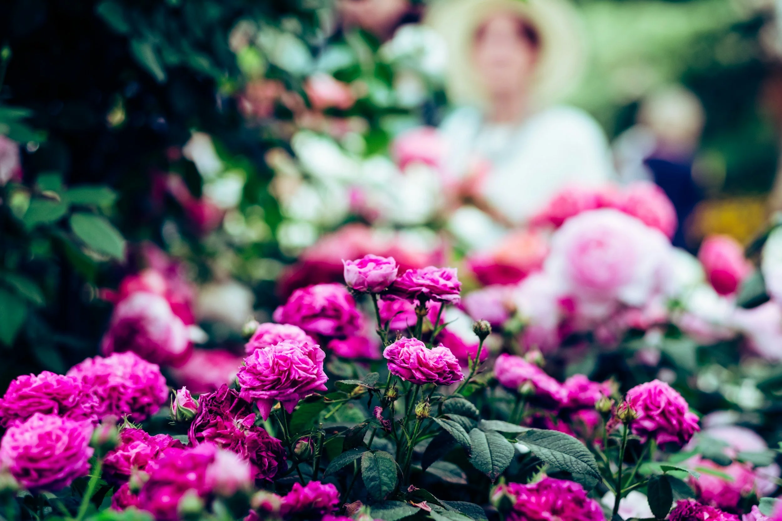 Close-up of pink and purple flowers in a garden with a blurred person in the background