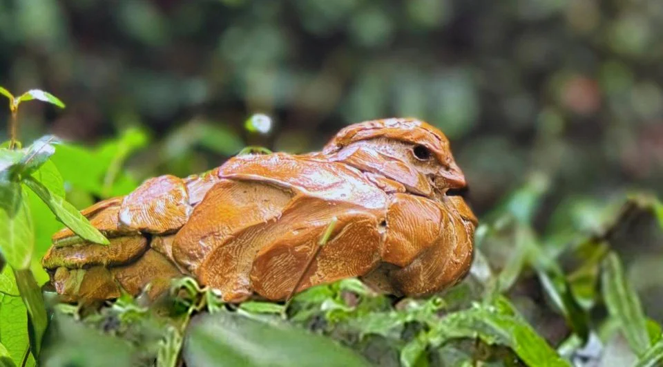 A camouflaged bronze quail blending in with the leaves in a forest setting.