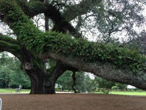 Large tree with a thick trunk and sprawling branches, surrounded by a grassy area
