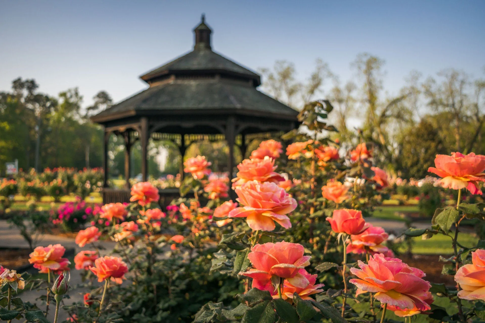 A garden with pink and orange roses in the foreground and a wooden gazebo in the background