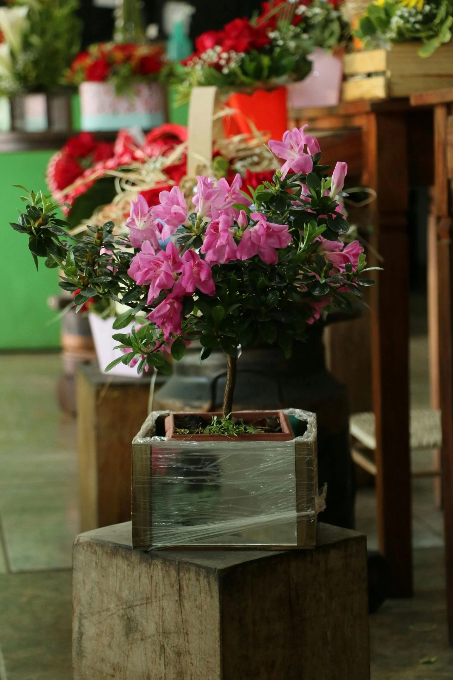 A pink flowering plant in a square pot in a flower shop with colorful flowers in the background