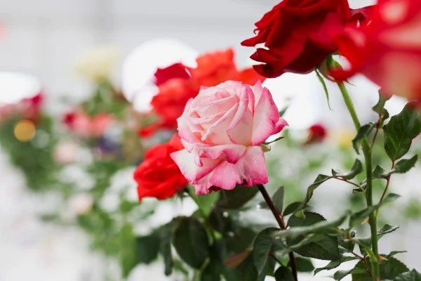 Pink and red roses on green stems with leaves, blurred background