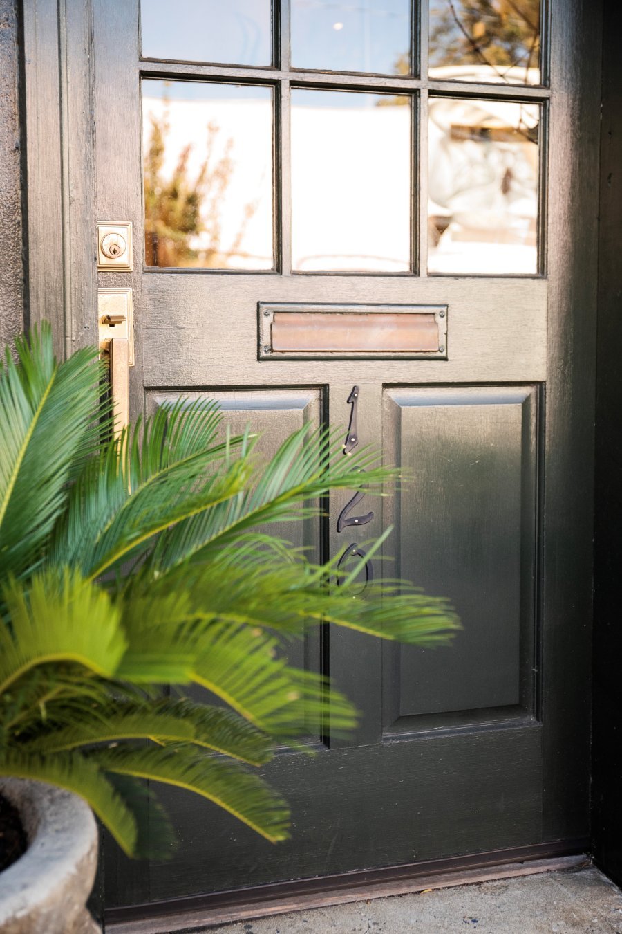a dark wooden door, partially obscured by the fronds of a green palm plant