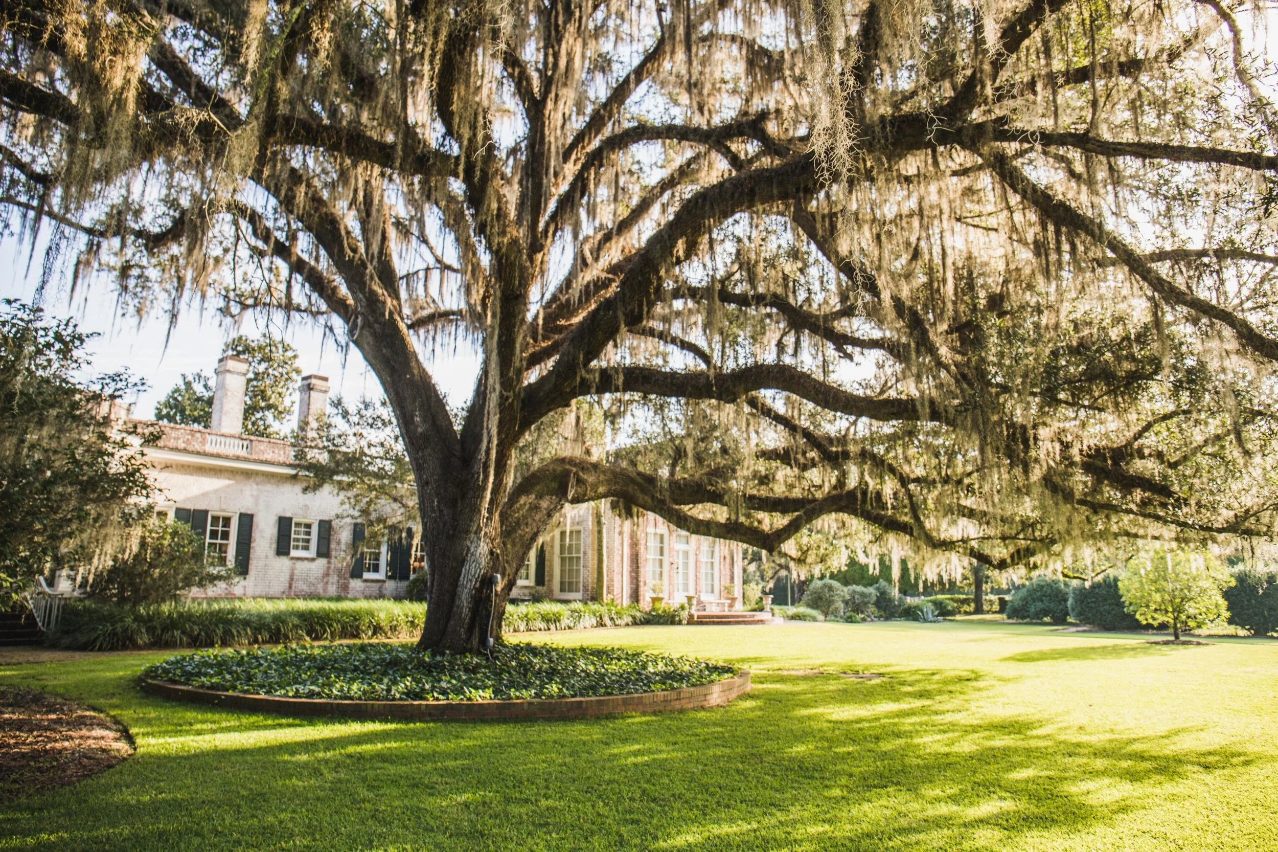 A large tree with hanging moss in front of a historic brick house with white windows