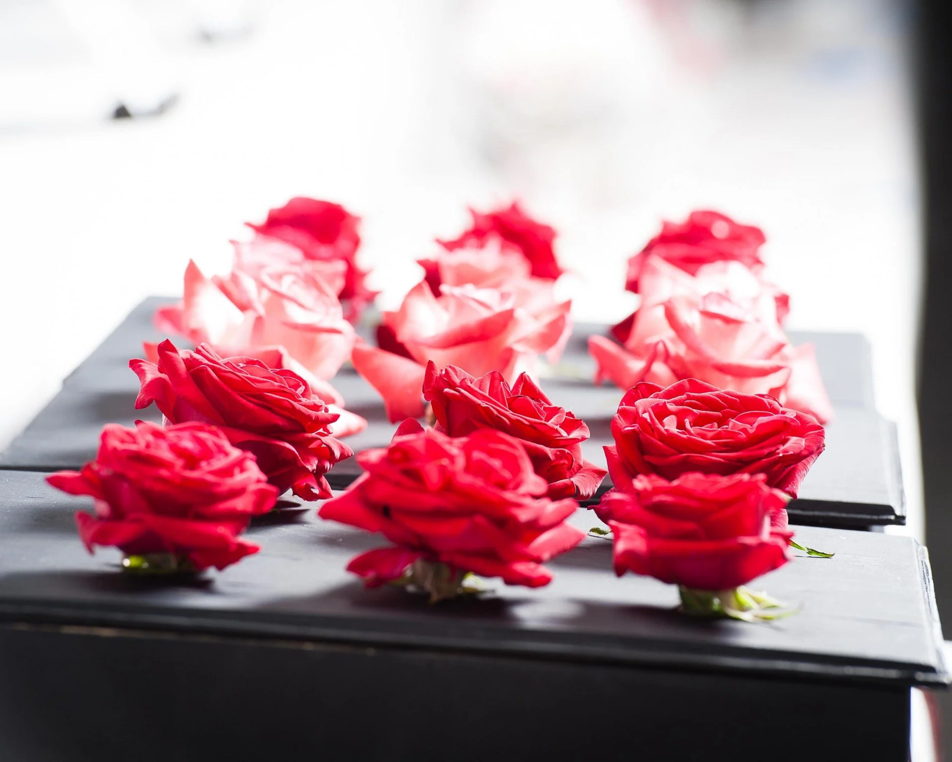 Close-up of red and pink rose petals laid on a gray surface with a blurred white background.