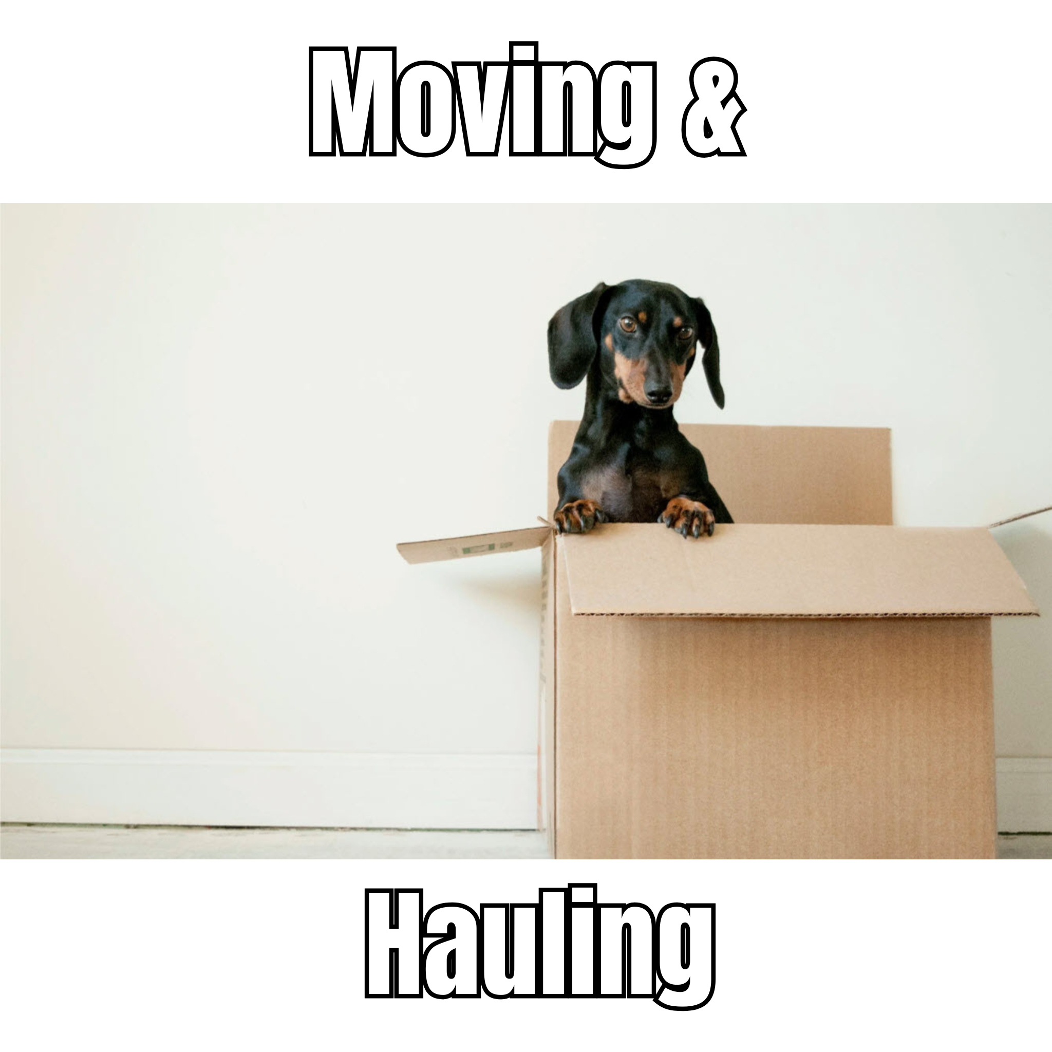 mall dog sitting inside a moving box, representing friendly and stress-free moving services.