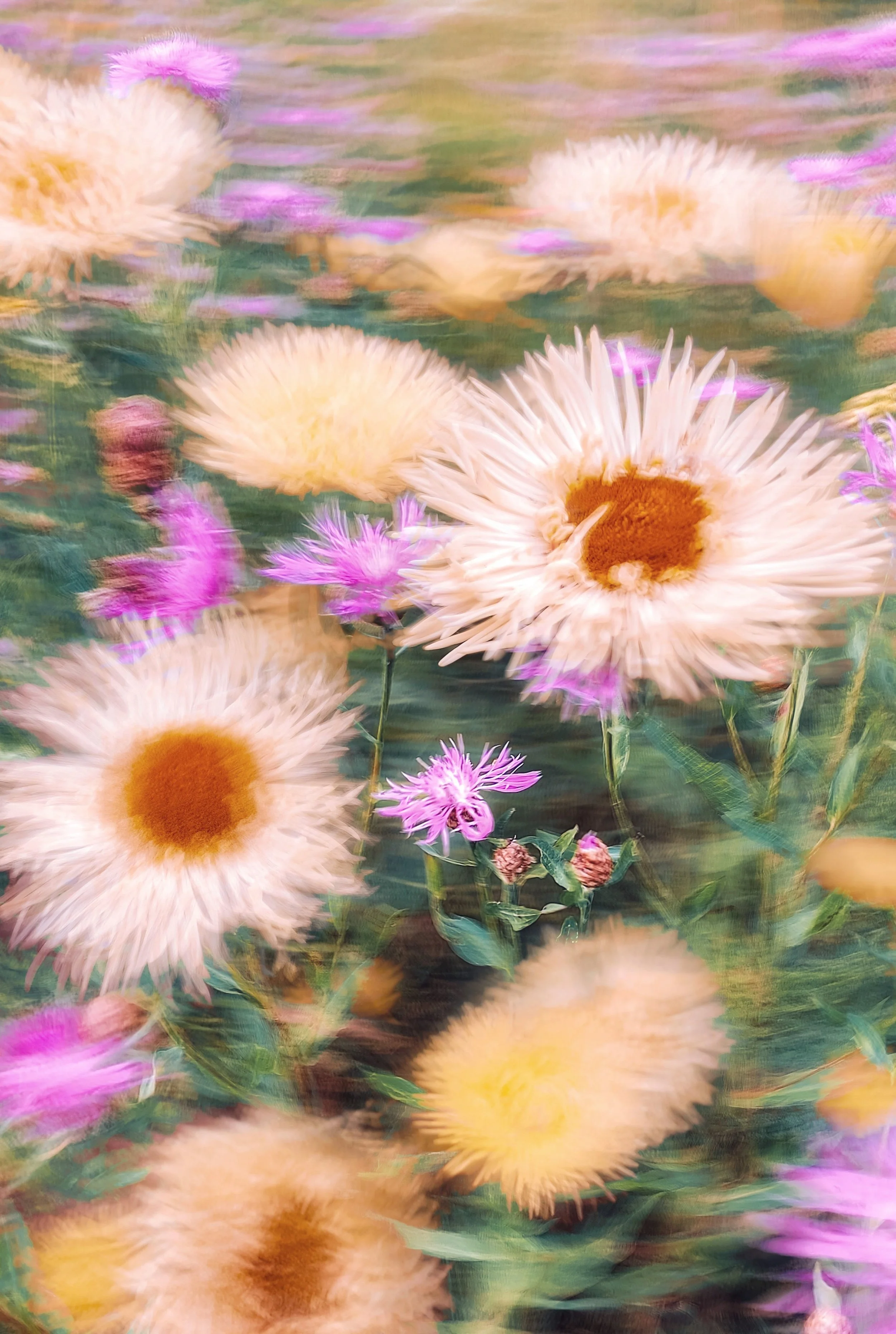 blurry impressionist flowers; toronto aesthetic services petalouda aesthetics