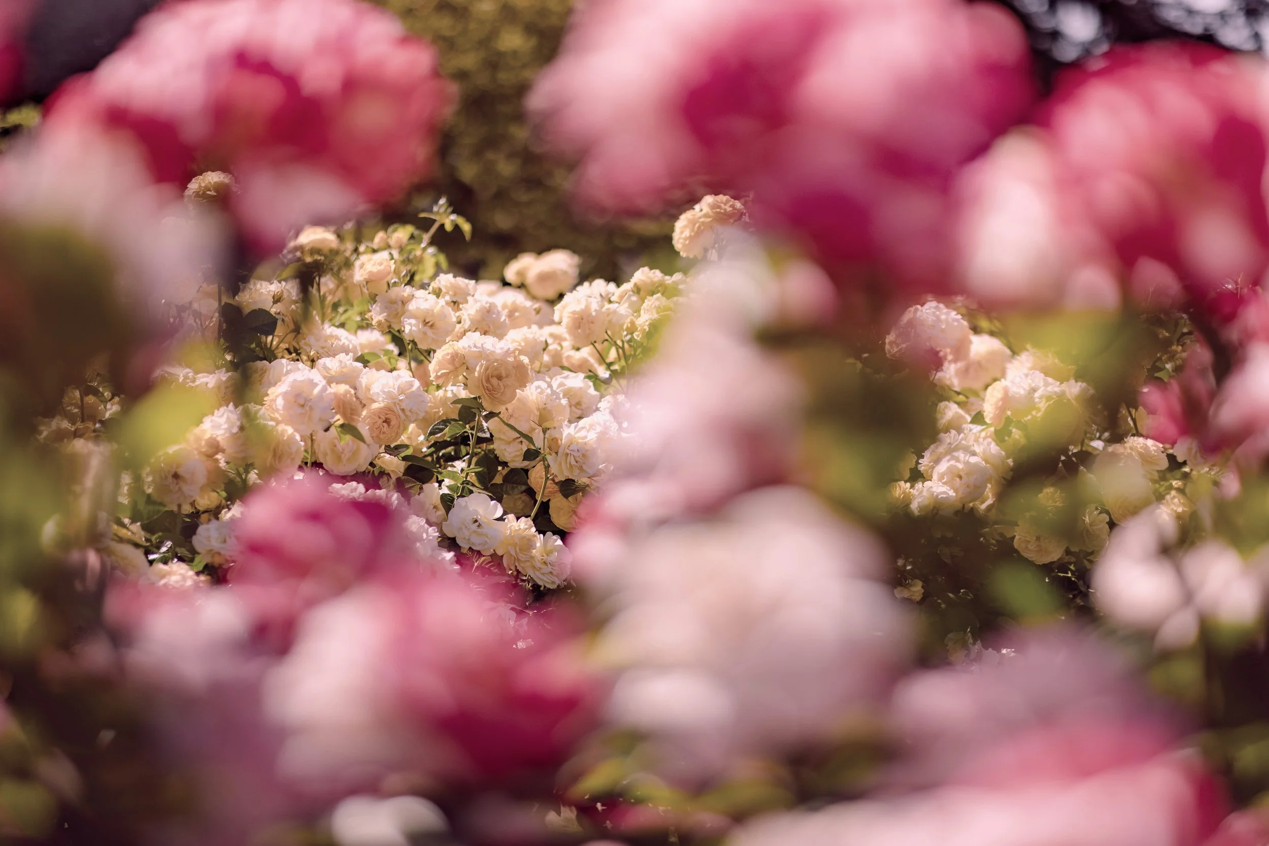 floral arrangement; toronto aesthetic services petalouda aesthetics