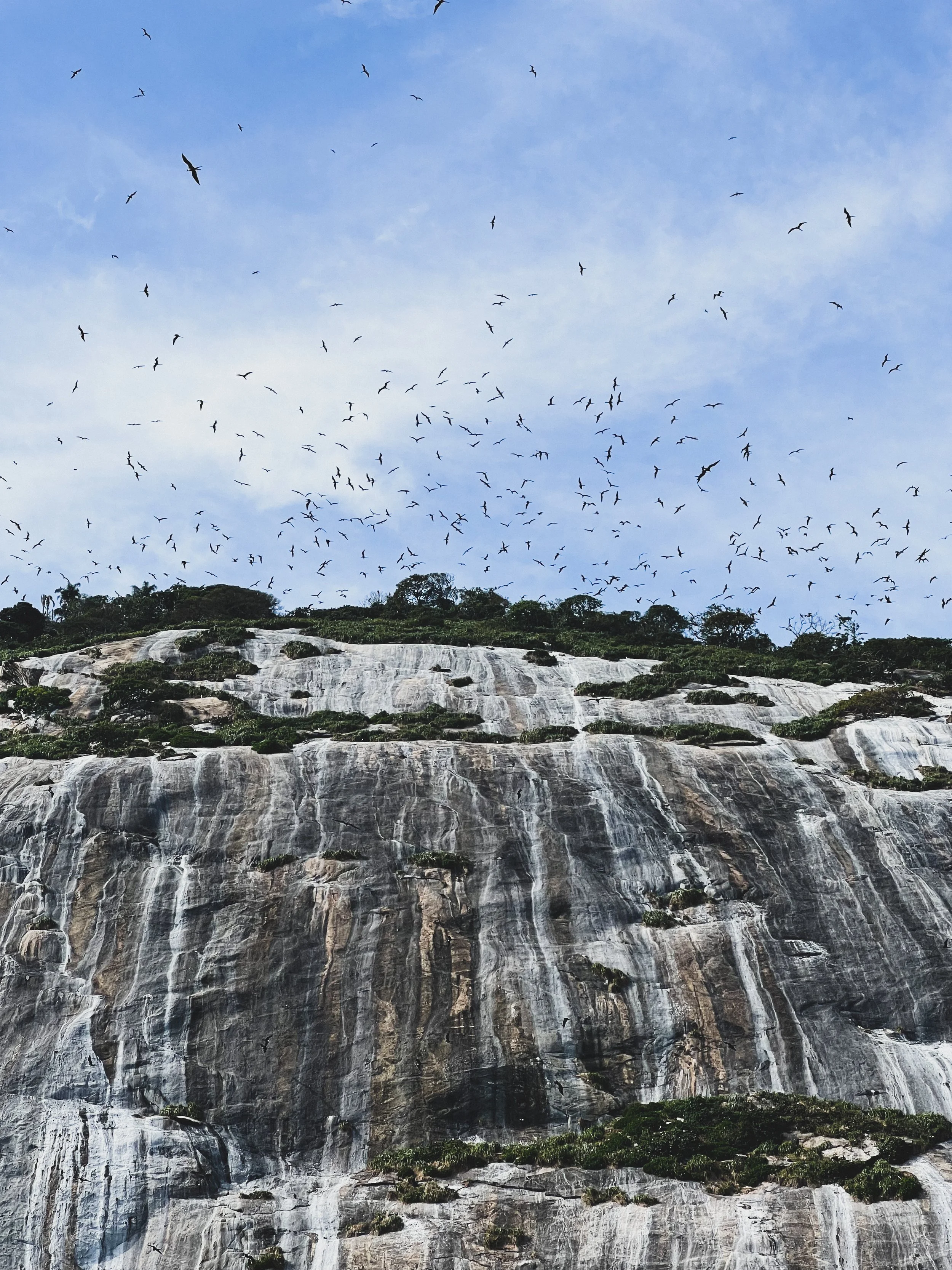 Céu azul com várias aves voando acima de um paredão de pedra com vegetação esparsa.