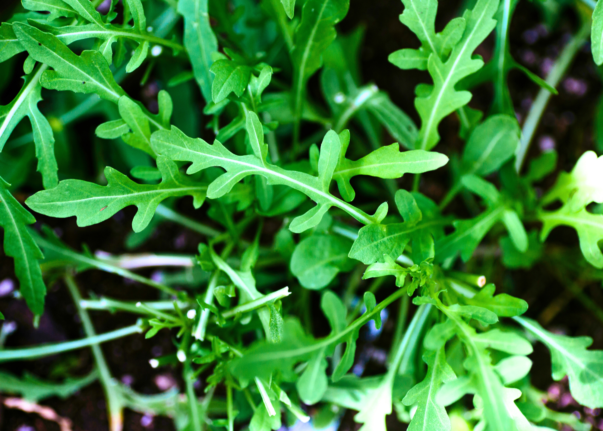 Arugula leaves