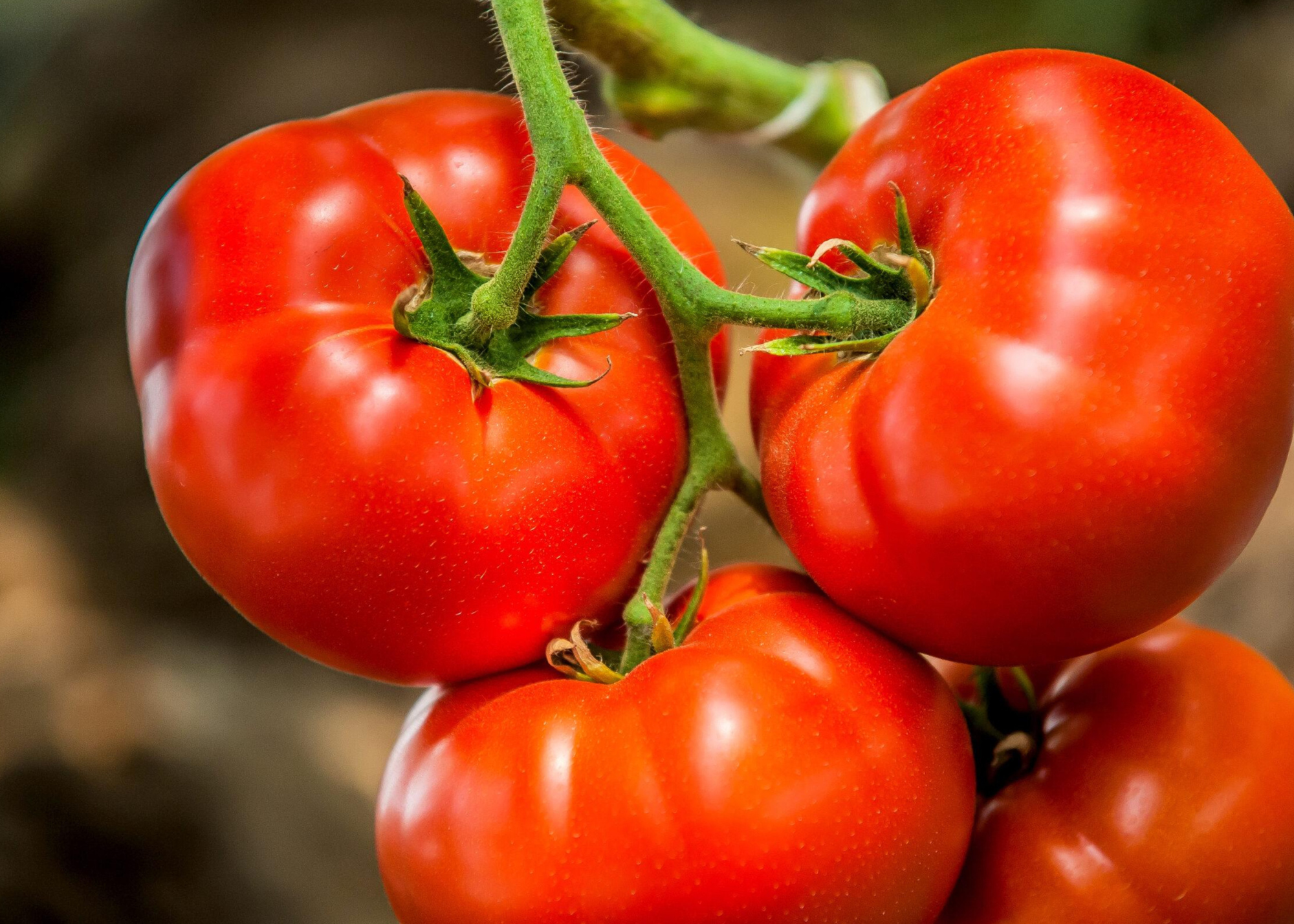 Ripe tomatoes on the vine