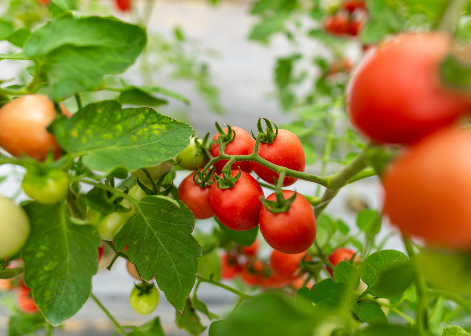 local fresh produce DC