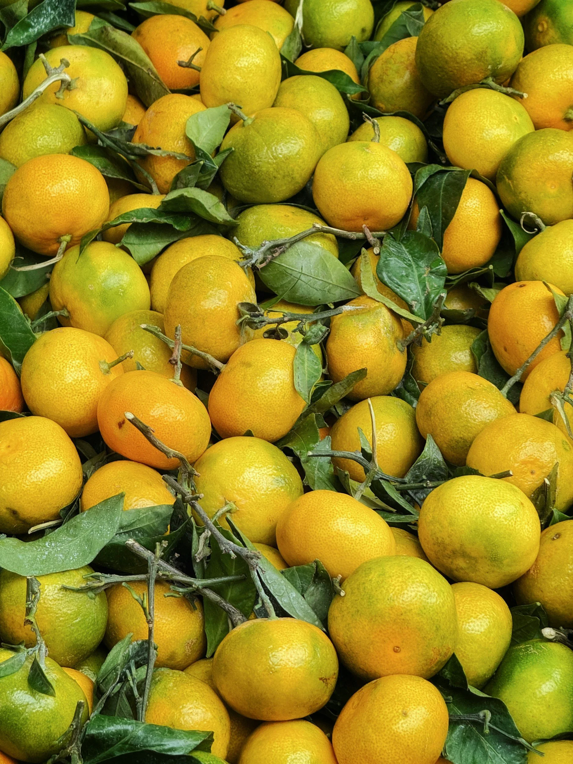 Freshly harvested tangerines