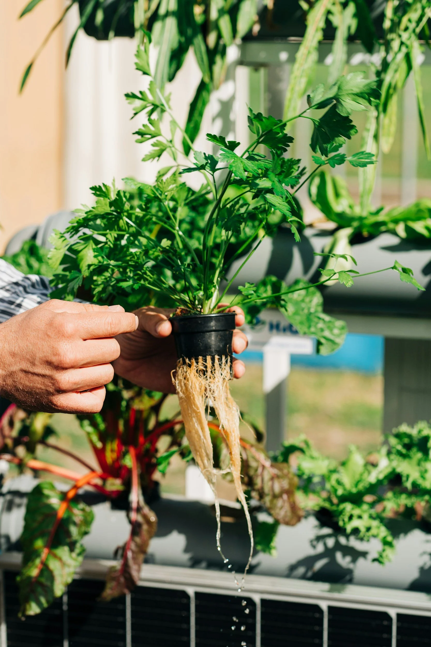 A cilantro plant with sprouted roots