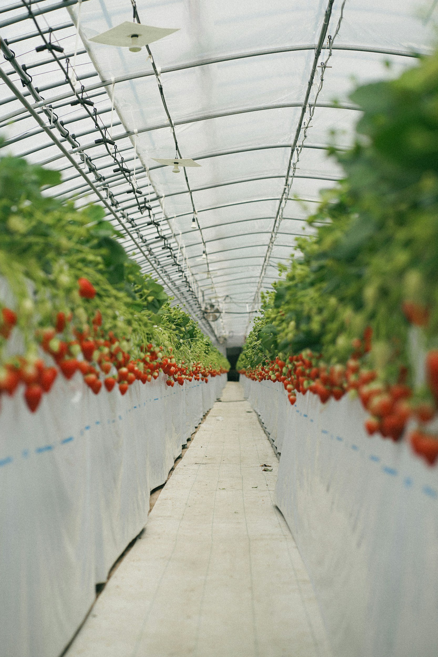 A long row of strawberries hanging from vines