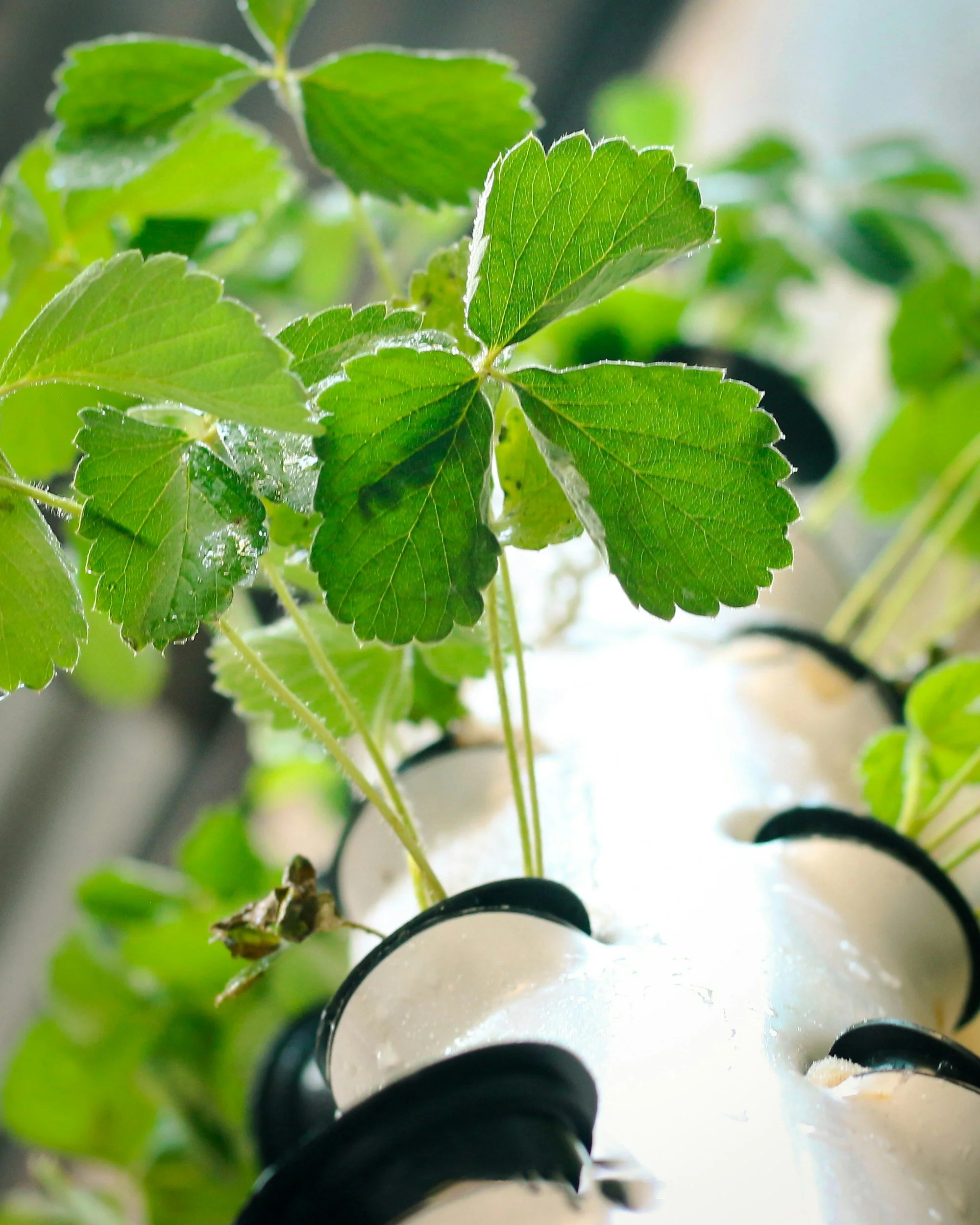 Green plants in a hydroponics tower