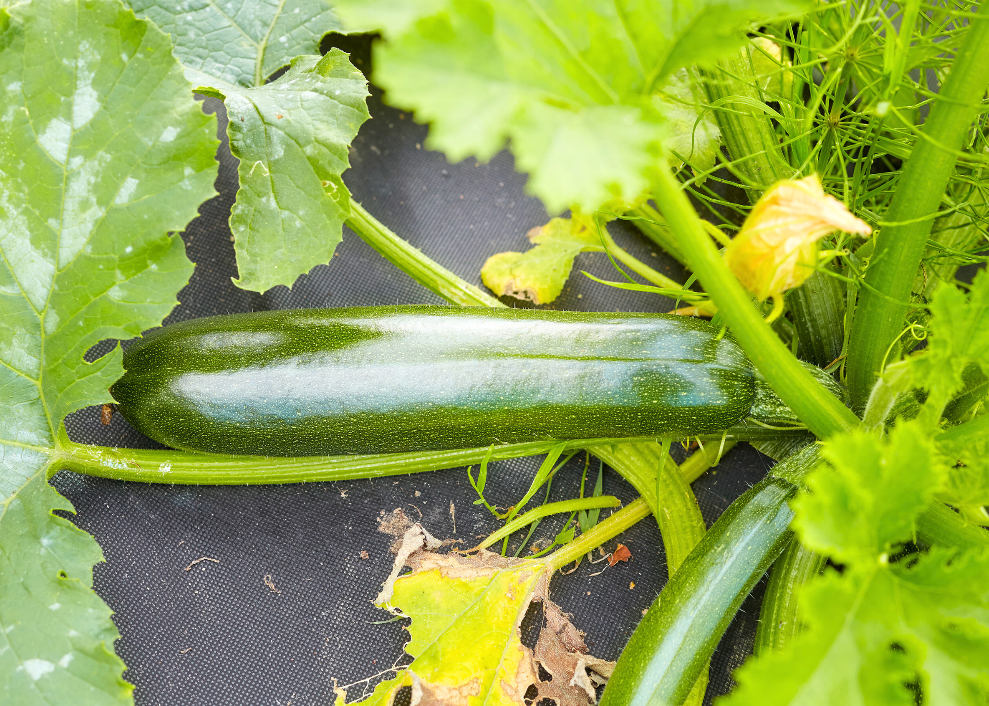 Zuchini on the vine