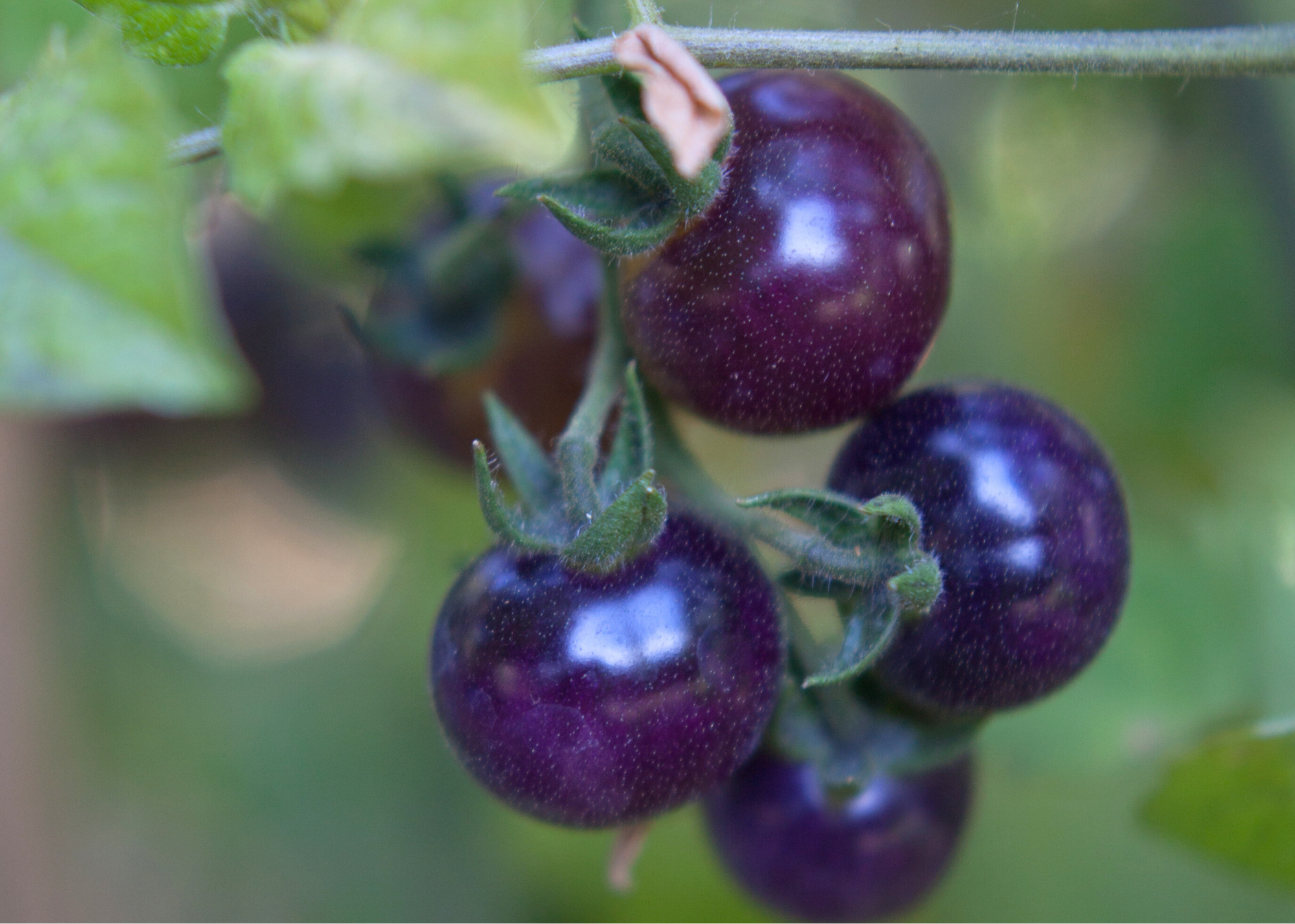 Purple tomatoes on the vine