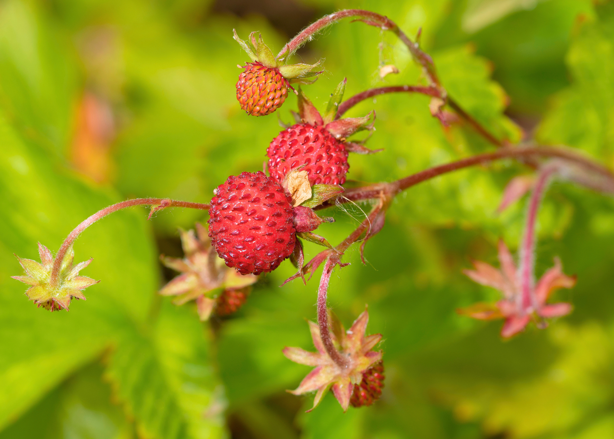 Alpine strawberries on the vine