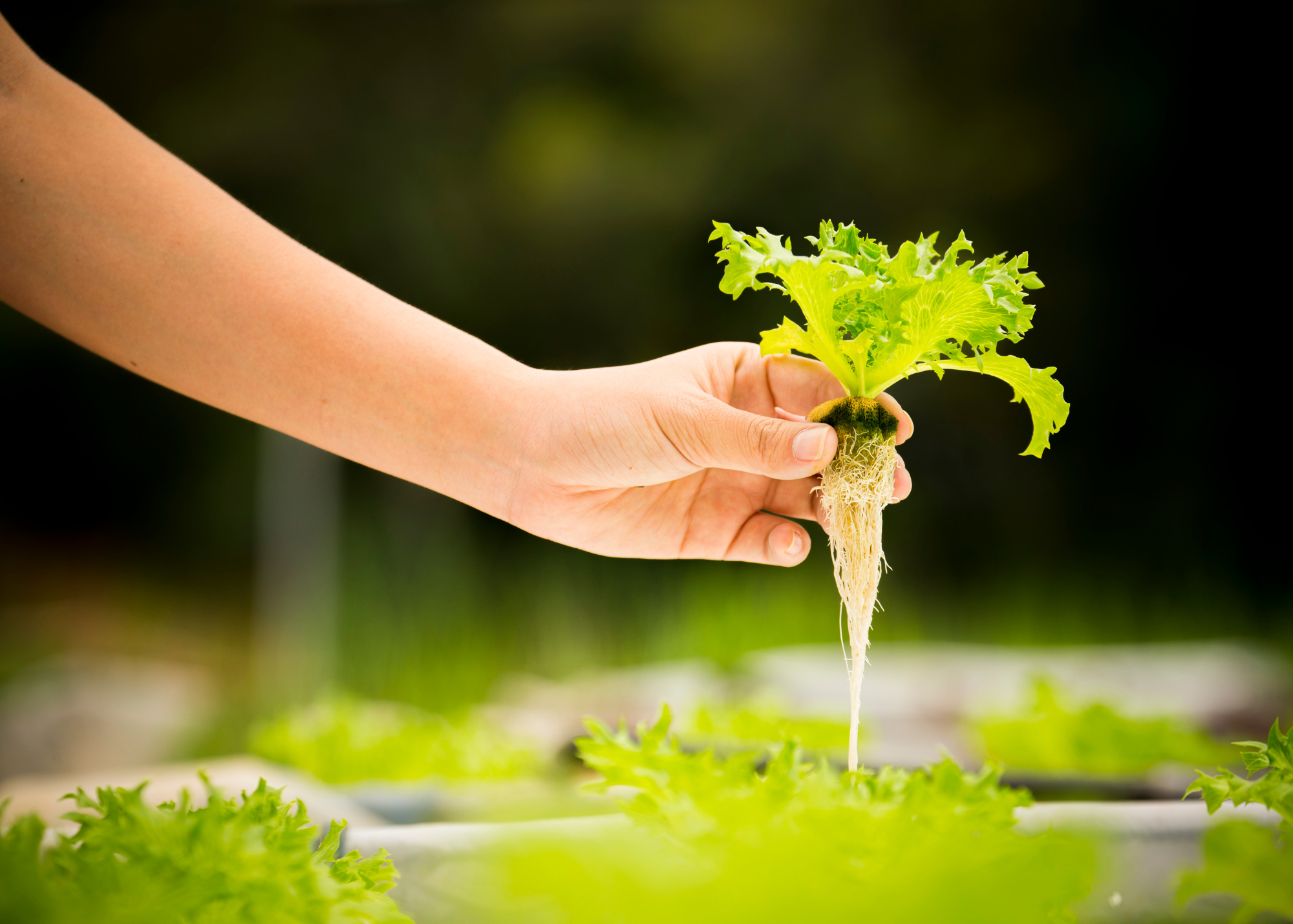 crop grown via closed-loop hydroponics farm