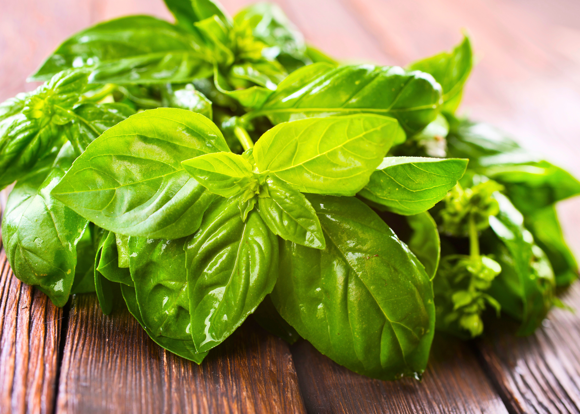 Bunch of basil leaves
