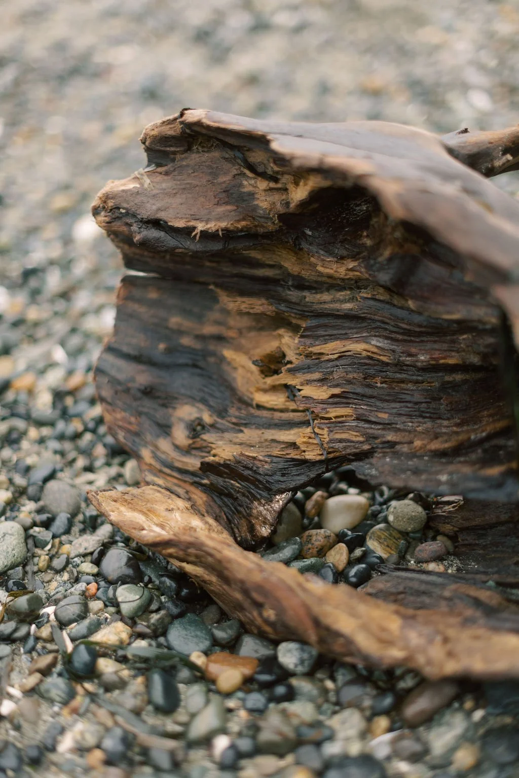Driftwood by the ocean The Vancouver Death Doula