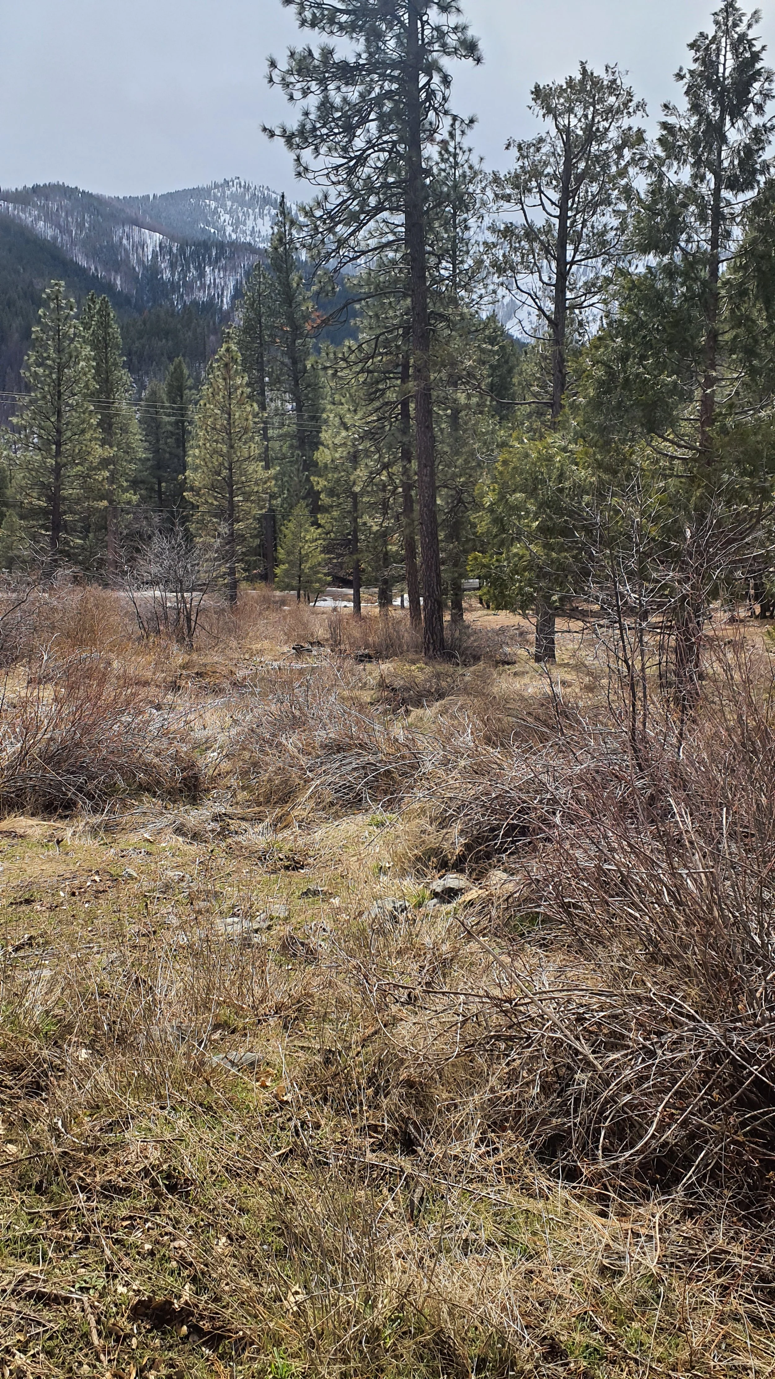 Mountain landscape with pine trees and dry grass in the foreground, snow-capped mountains in the background, and a cloudy sky.