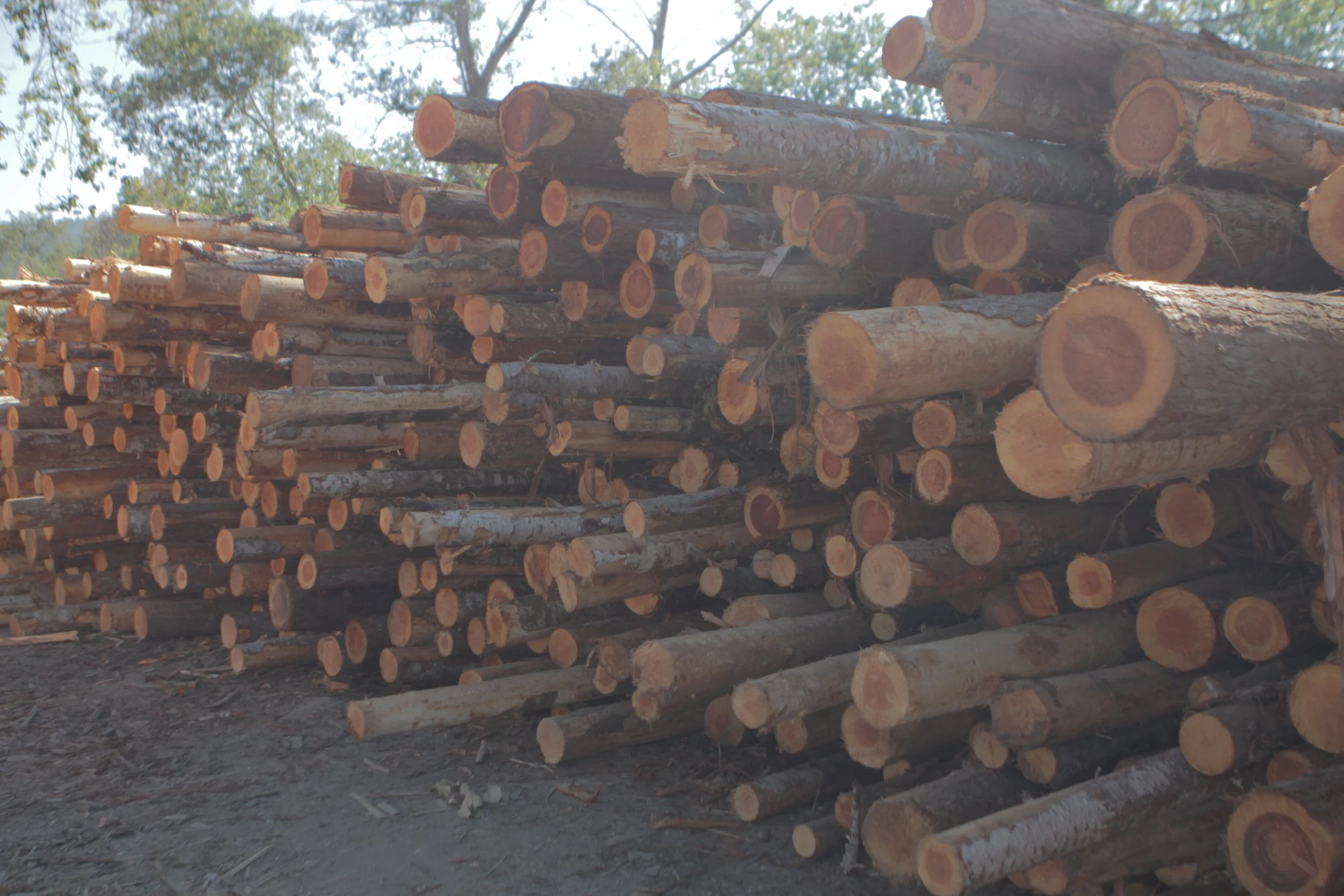 Stacked small diameter logs of cut wood outdoors in a forested area.