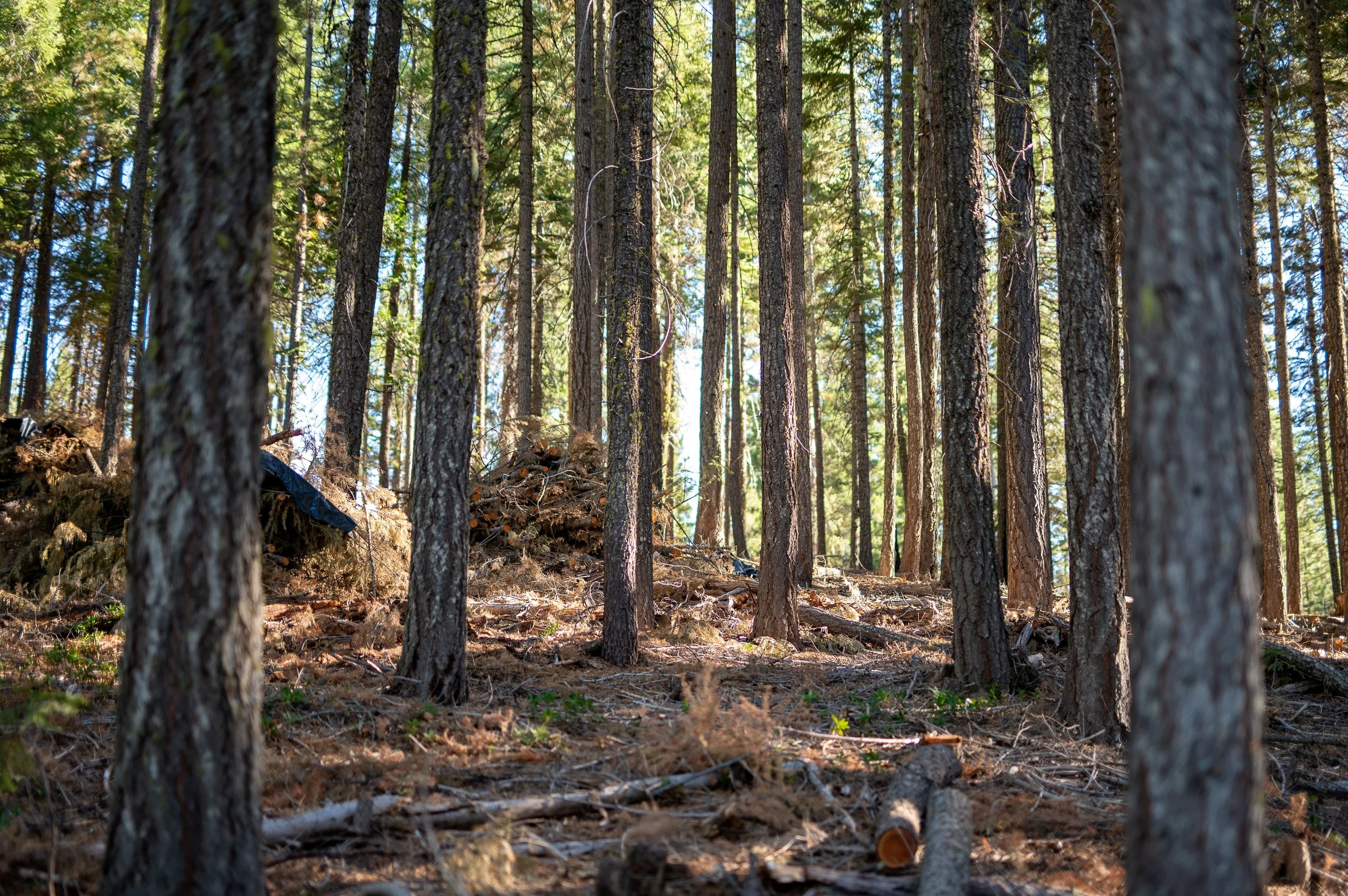 A dense forest of tall pine trees with sunlight filtering through the branches, and fallen branches and logs on the ground.