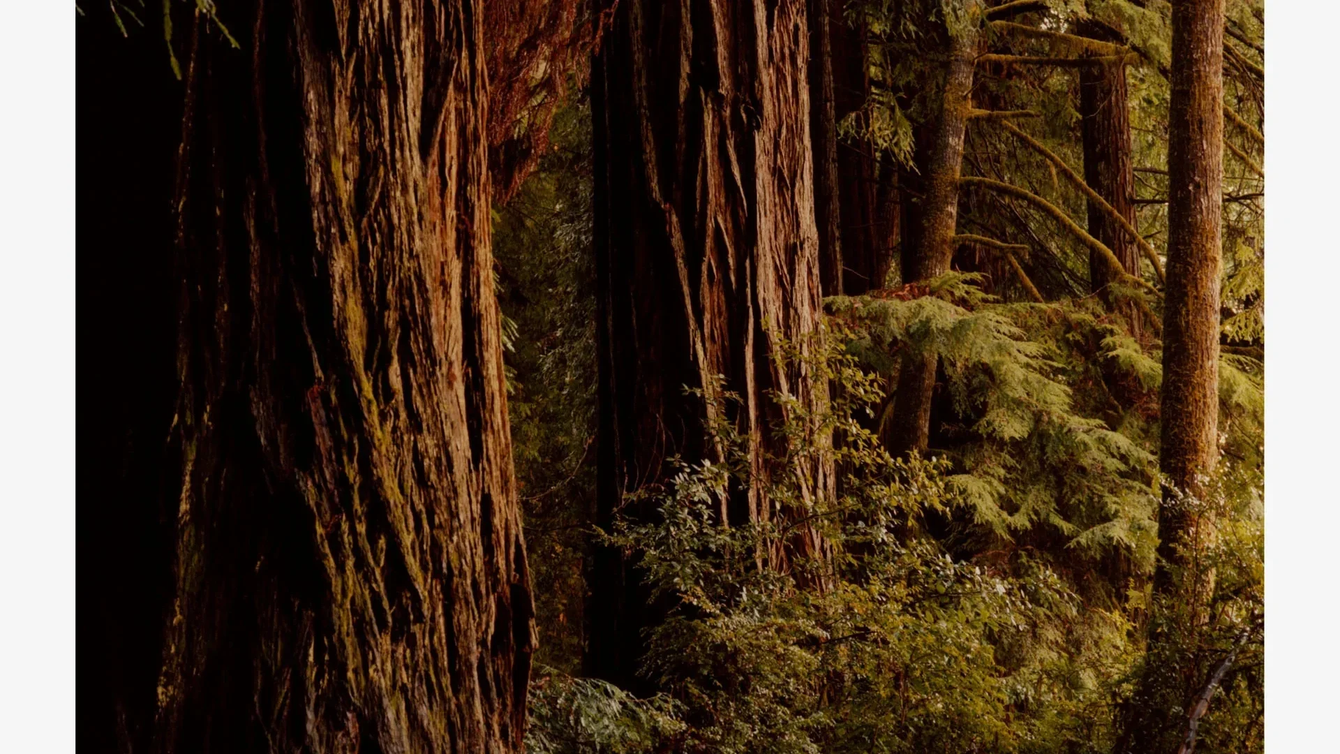 Redwood trees in a forest with dense green foliage and sunlight filtering through the branches.