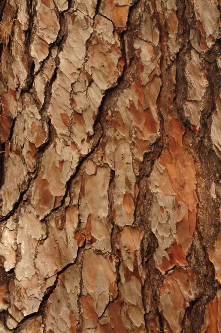 Close-up of tree bark showing rough, textured surface with reddish-brown and beige colors.