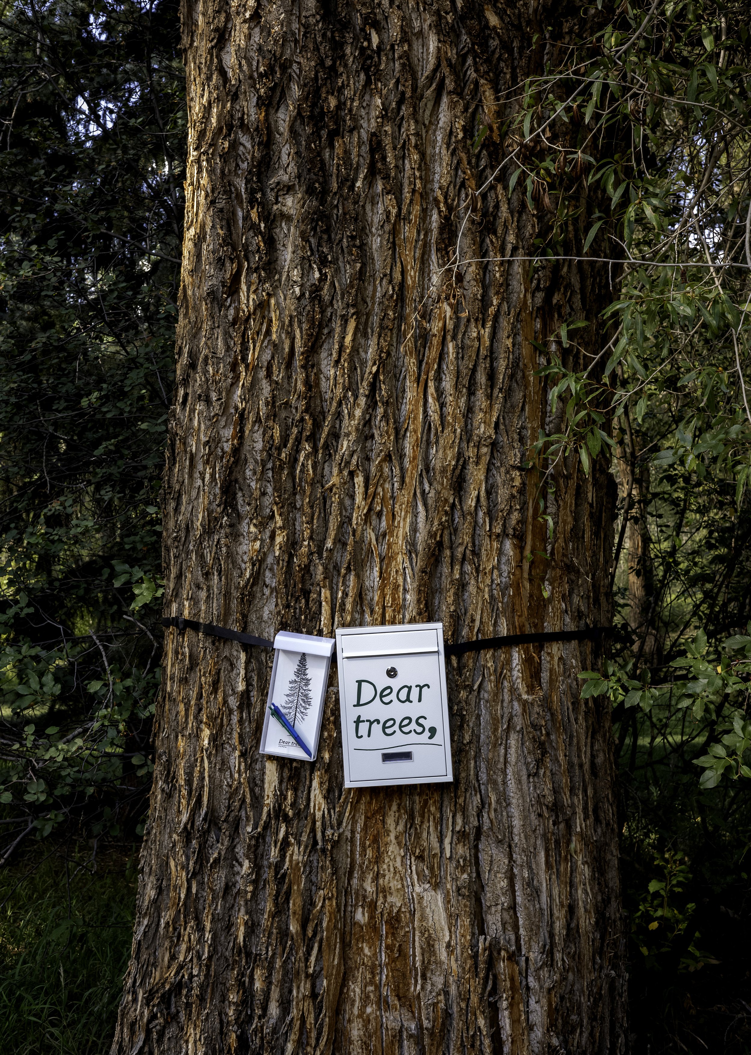 Dear Trees.8.17.26.38.jpg