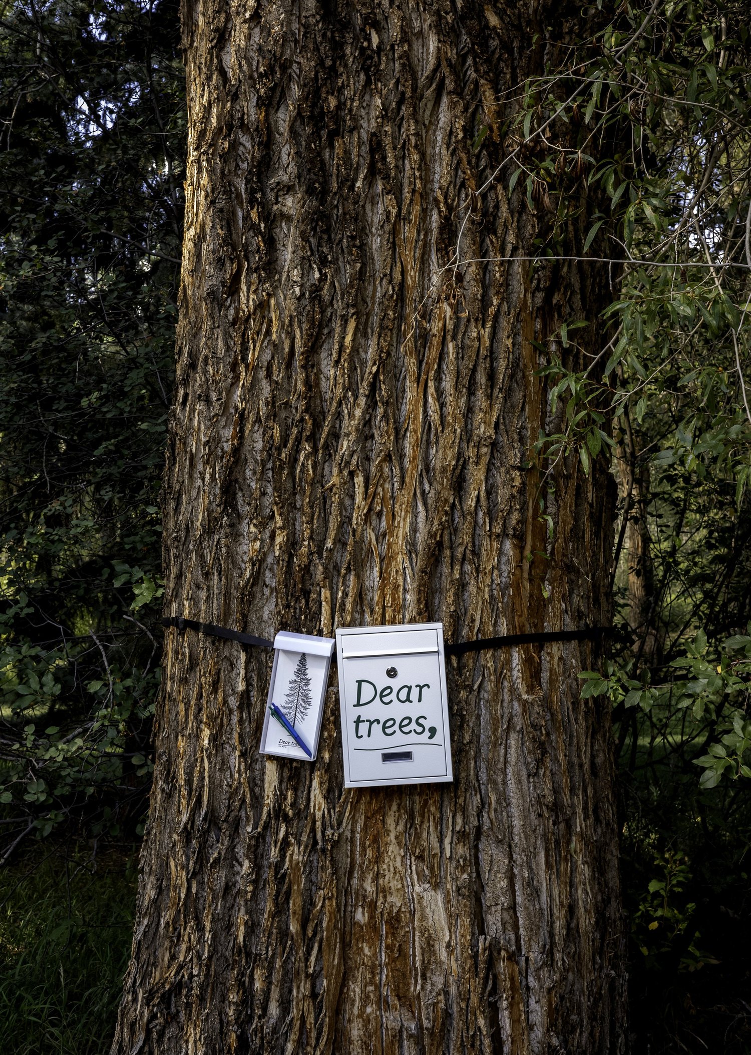 A Dear Trees letterbox on a tree.