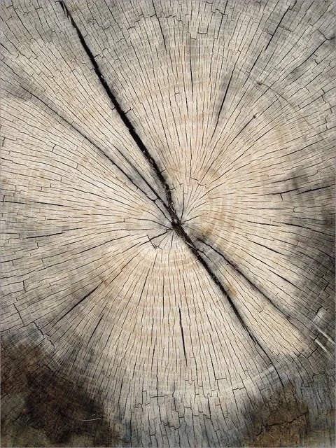 Close-up of a tree trunk cross-section showing growth rings and a central crack.
