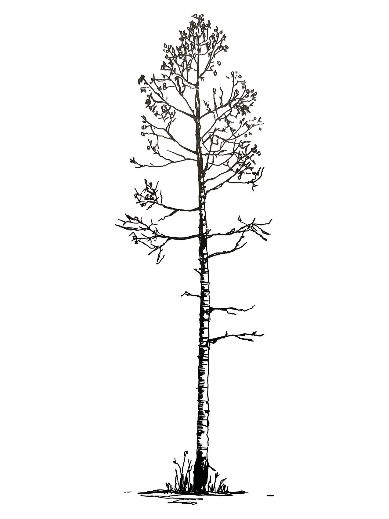 Aspen Tree - LB (1).jpg