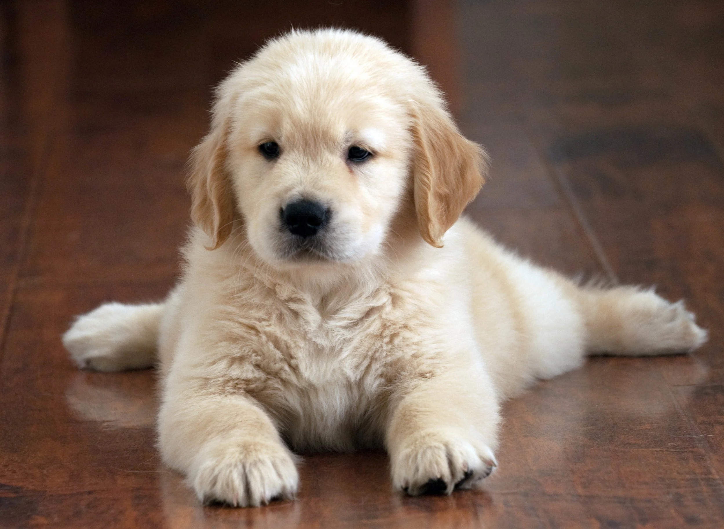 A light yellow Labrador Retriever puppy lying on a hardwood floor, looking at the camera.