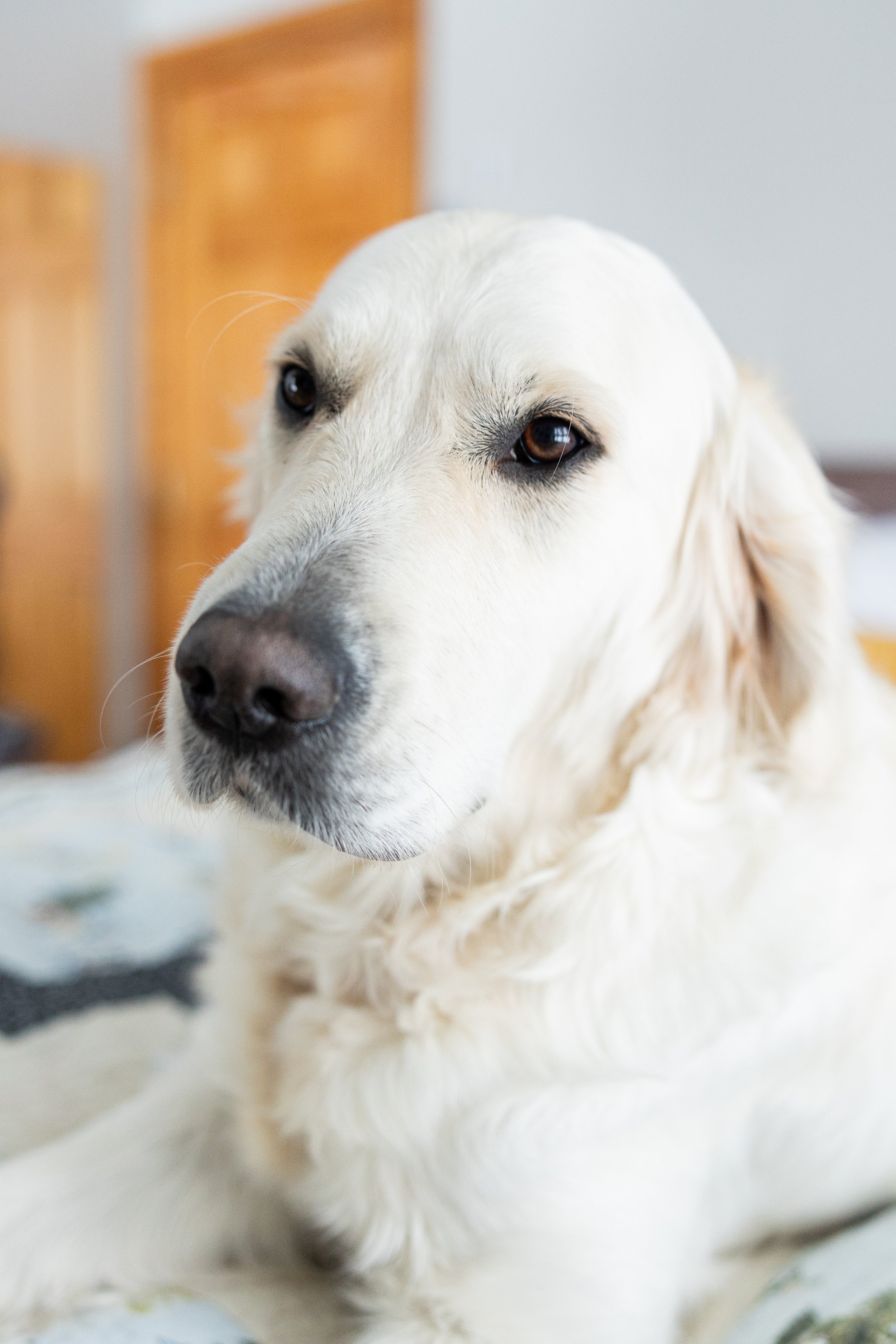 Close-up of a white retriever dog with a soft expression, lying on a bed with wooden headboard in the background.