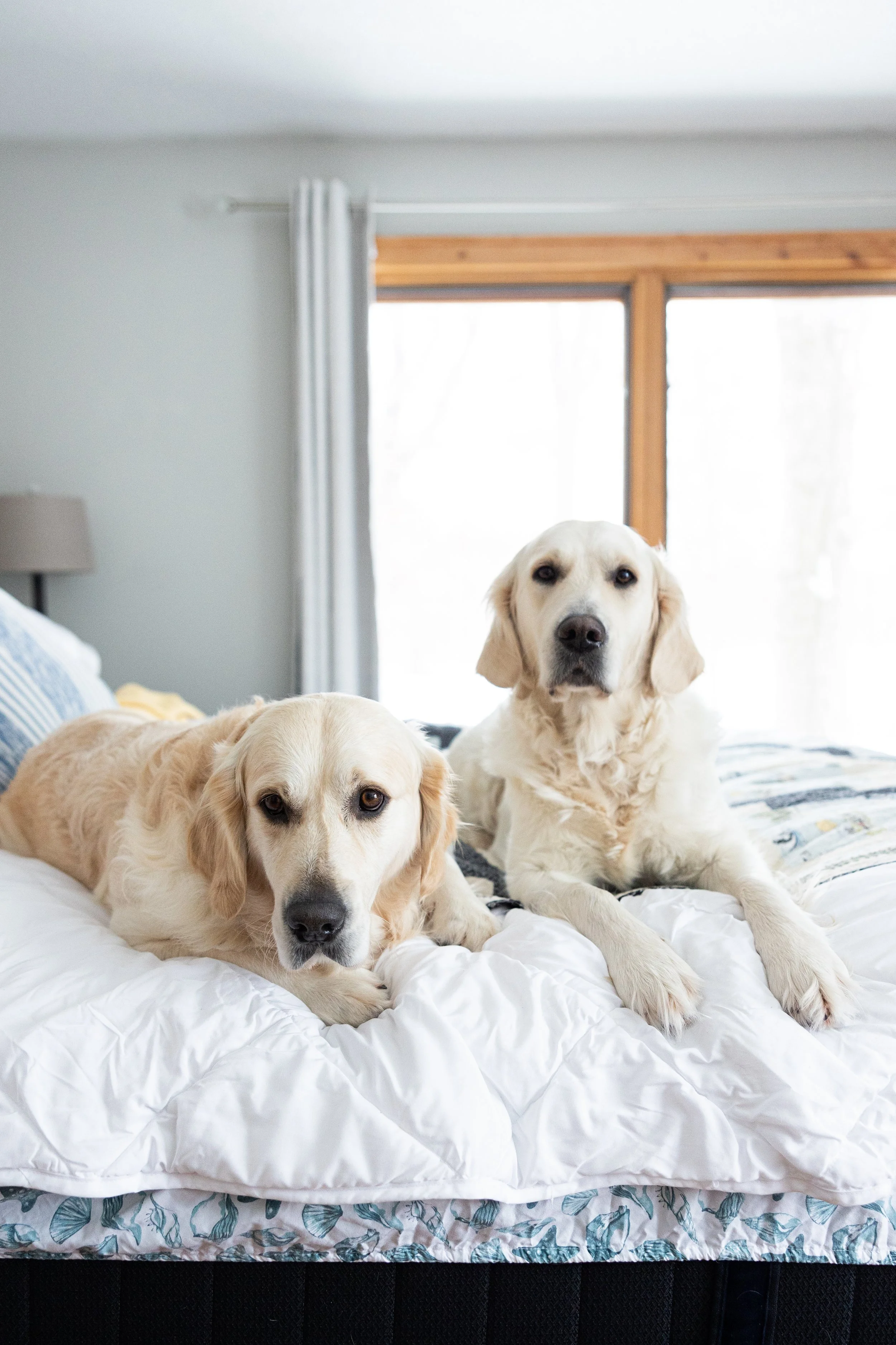 Two golden retrievers lying on a bed in a bright room with large windows and wooden trim.